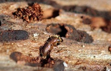 Ein brauner Käfer, der in der Rinde eines baumes sitzt