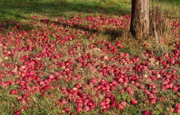 Äpfel liegen auf einer Wiese